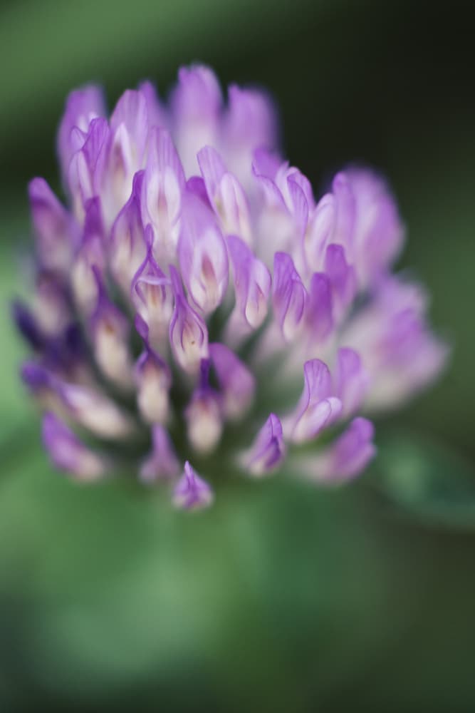 Delicate Purple Clover by Javier Pardina — canvas wall art