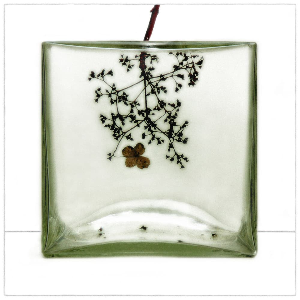 Dried Botanical In Glass by Huib Limberg — canvas wall art