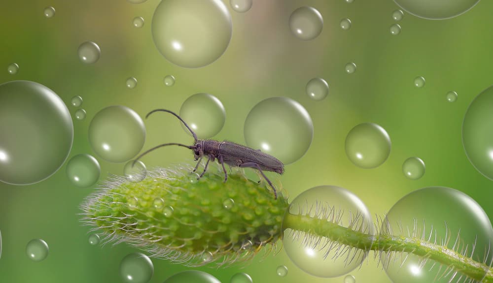 Beetle on Dewy Bud by Thierry Dufour — canvas wall art