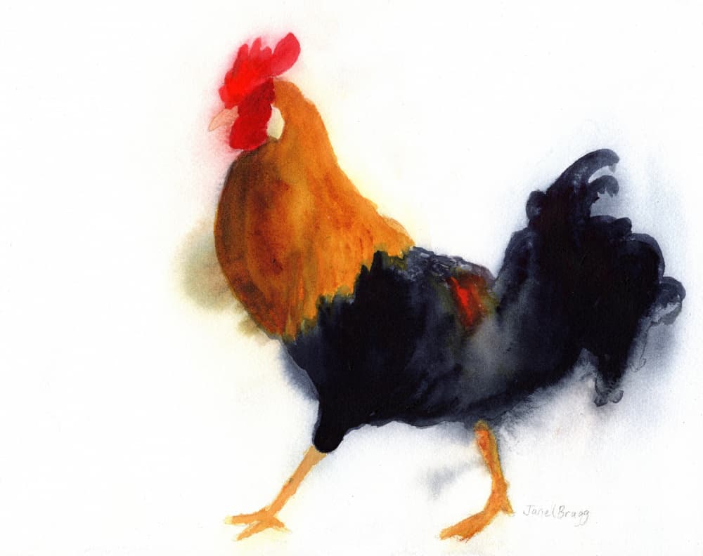 Proud Rooster Watercolor by Janel Bragg — canvas wall art