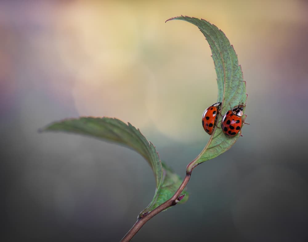 Serene Ladybug Pair by Atul Saluja — canvas wall art