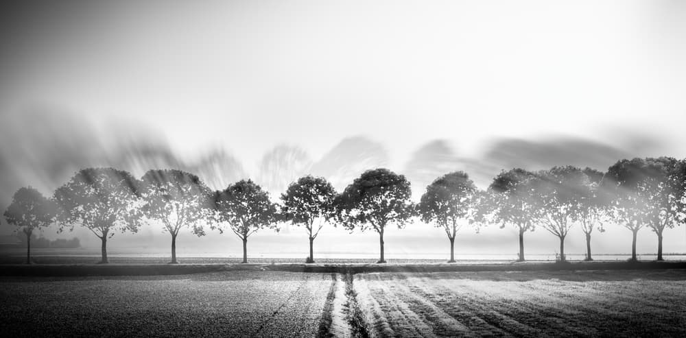 Misty Morning Trees by Marc Huybrighs — canvas wall art
