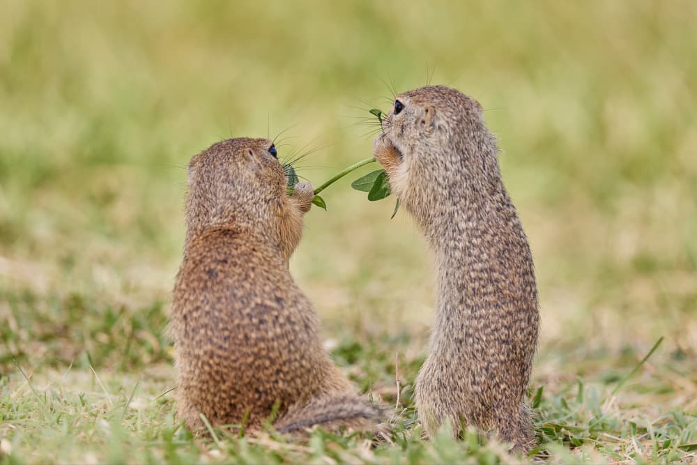 Ground Squirrels Sharing by Wiolett — canvas wall art