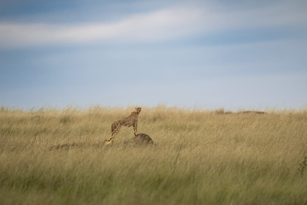 Majestic Cheetah Savanna by Rajat Dhesi — canvas wall art