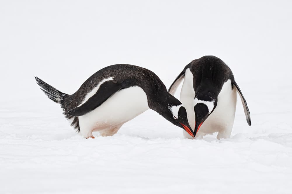 Gentoo Penguins in Snow by James Cai — canvas wall art