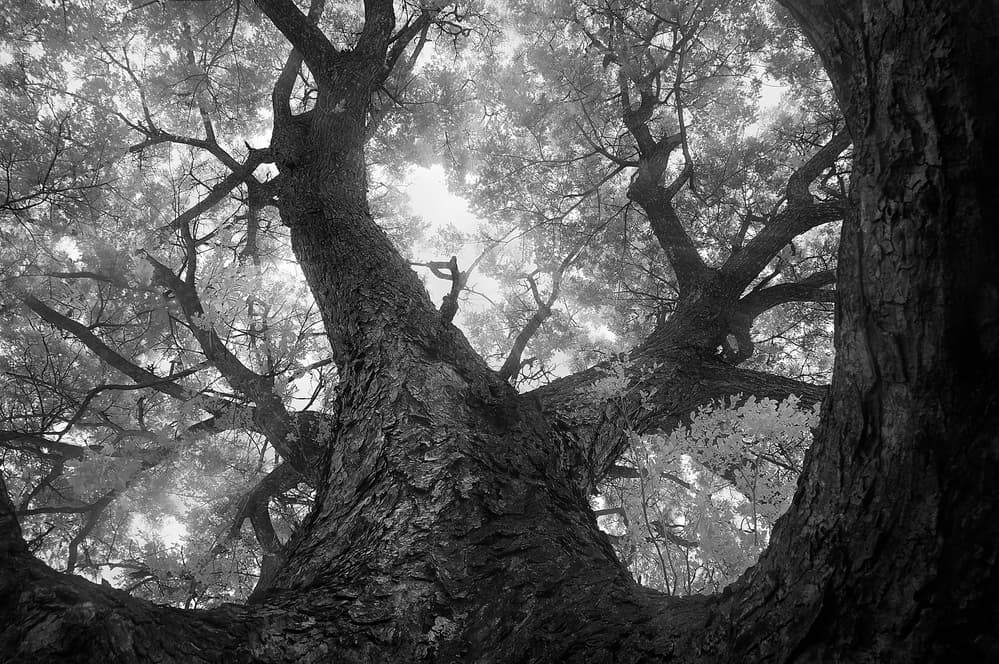 Ancient Forest Canopy by Ekkachai Khemkum — canvas wall art
