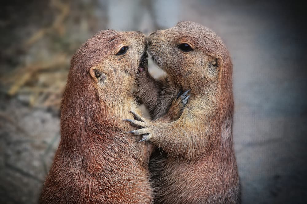 Prairie Dog Kiss by Antje Wenner-Braun — canvas wall art