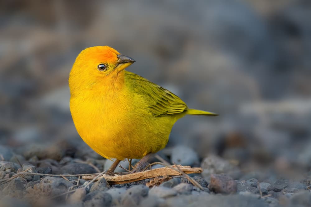 Golden Yellow Bird by Jacob (Jian) Xu — canvas wall art