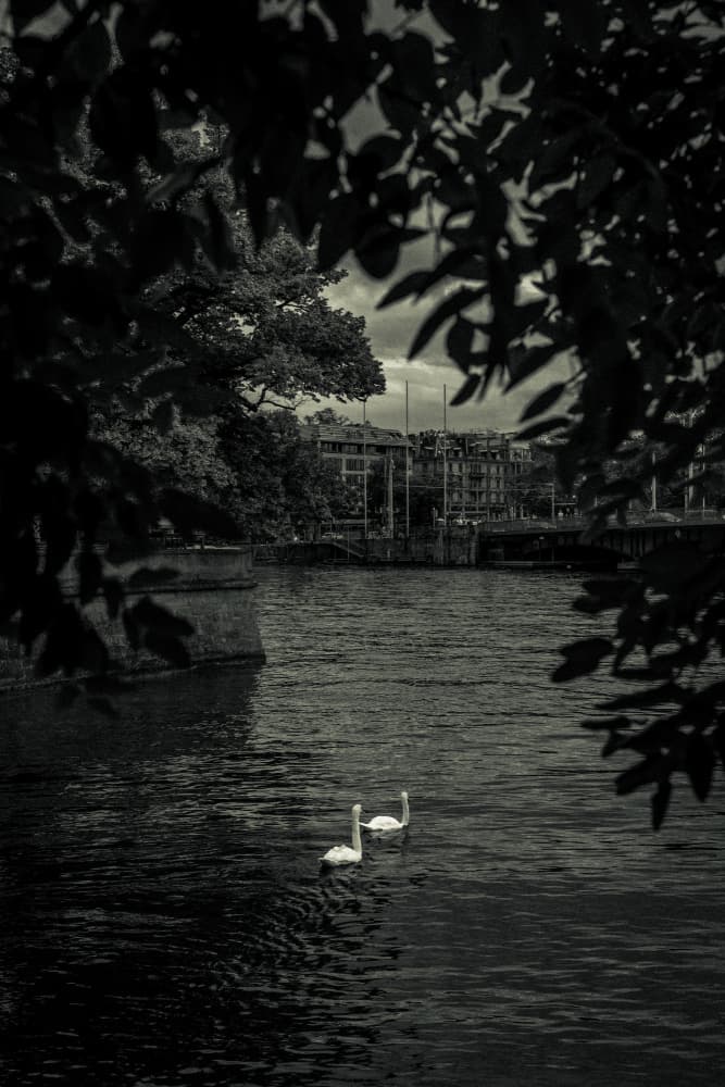 Serene Swans City River by Aimee Giles — canvas wall art