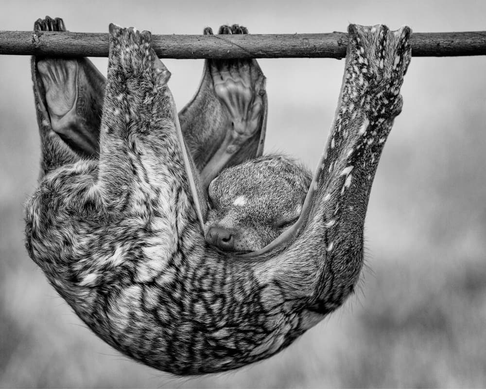 Peaceful Flying Lemur by Hendy Mp — canvas wall art