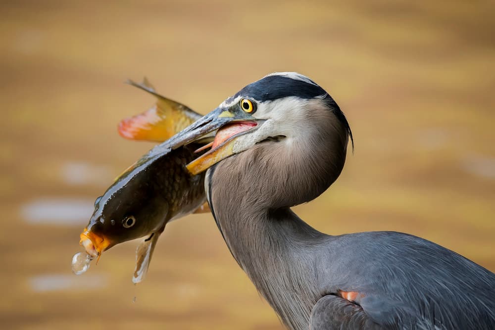 Great Blue Heron Catch by David H Yang — canvas wall art