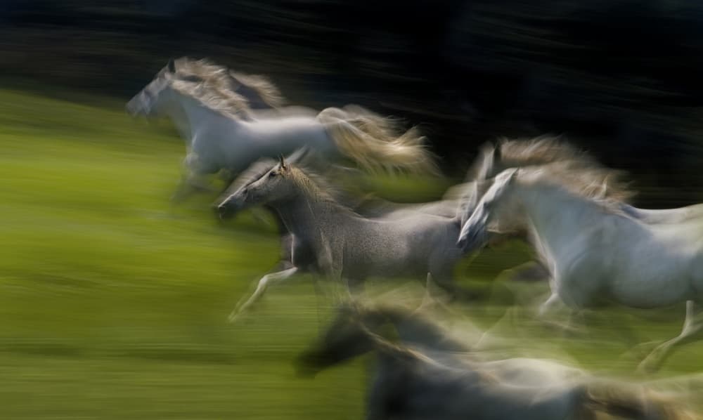 Running Wild Horses by Milan Malovrh — canvas wall art