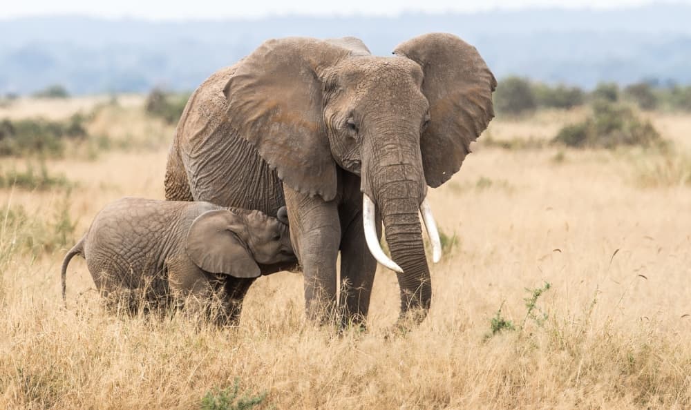 Protective Elephant Mother by Jeffrey C. Sink — canvas wall art