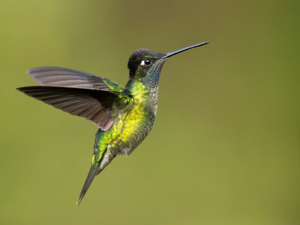Vibrant Hummingbird In Flight by Milan Zygmunt — canvas wall art