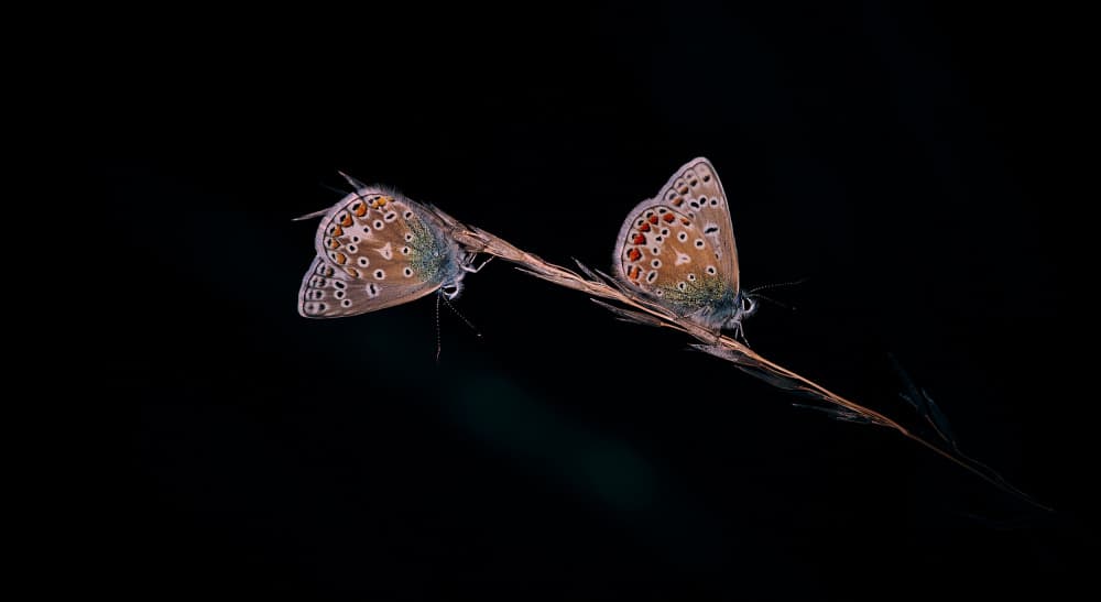Spotted Butterfly Pair by Stuart Williams — canvas wall art