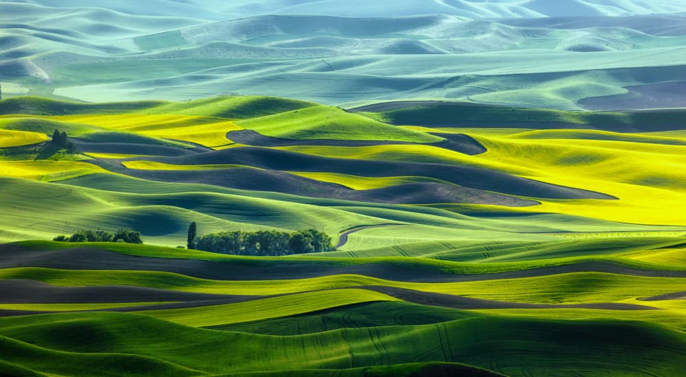 Serene Green and Yellow Fields by Joanna W — canvas wall art