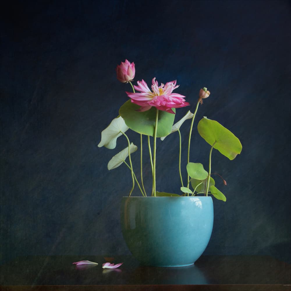 Pink Lotus Radiance by Fangping Zhou — canvas wall art