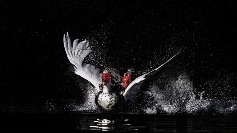 Powerful Duck Splash by Qing Zhao — canvas wall art