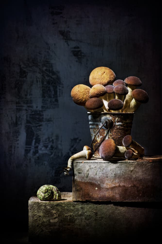 Earthy Mushroom Still Life by Felice Angelino — canvas wall art