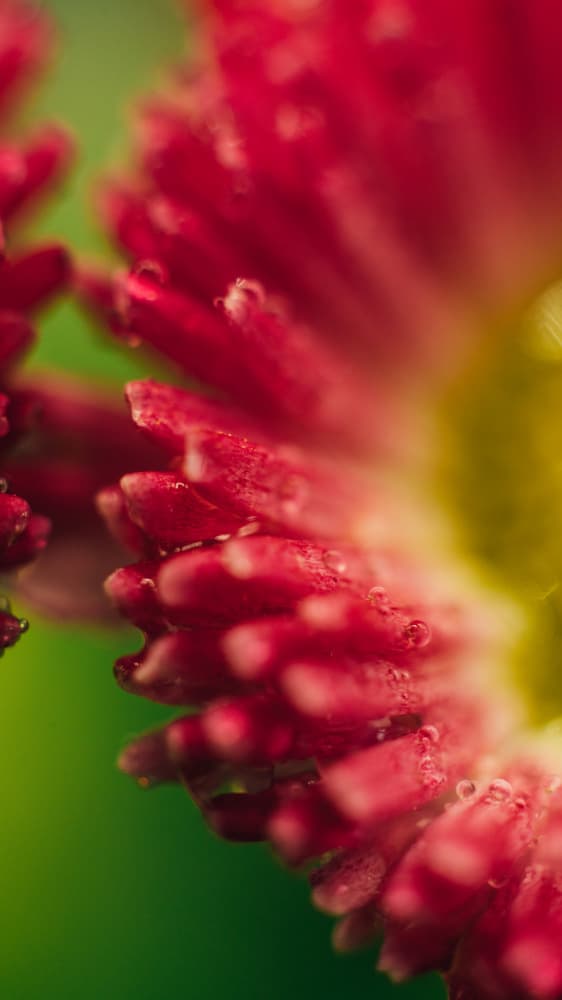 Dewy Red Petals by Javier Pardina — canvas wall art
