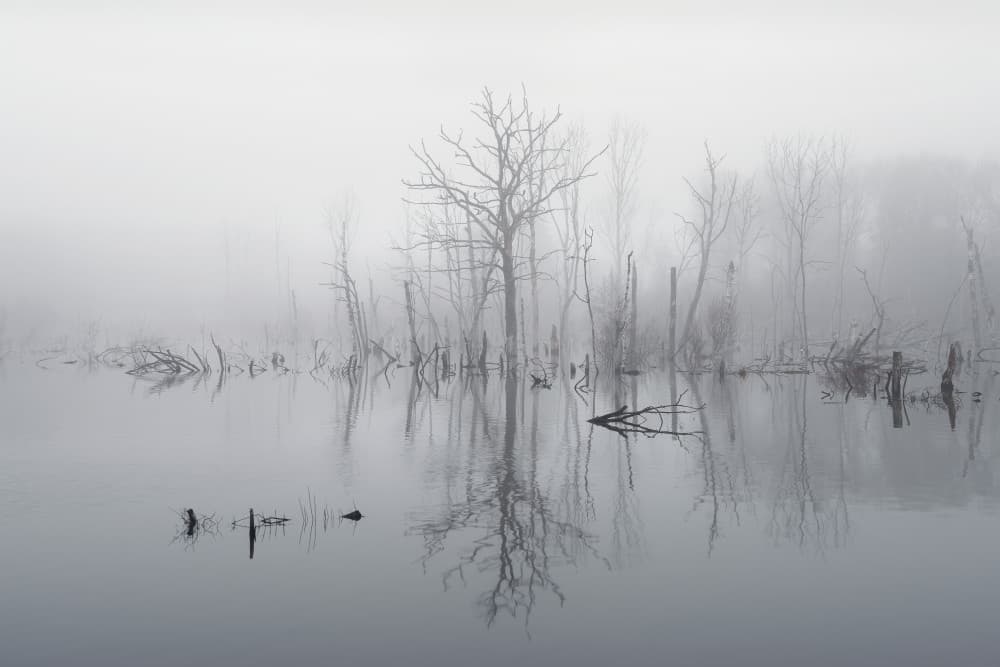 Misty Lake Tree Reflections by Christian Lindsten — canvas wall art