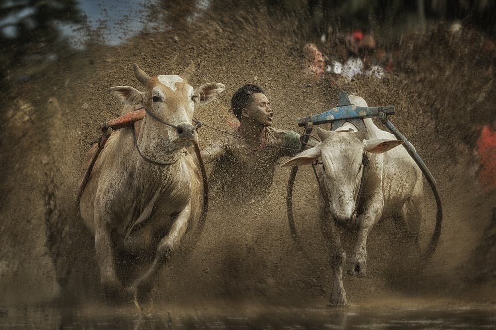 Mud Cow Race by Fauzan Maududdin — canvas wall art