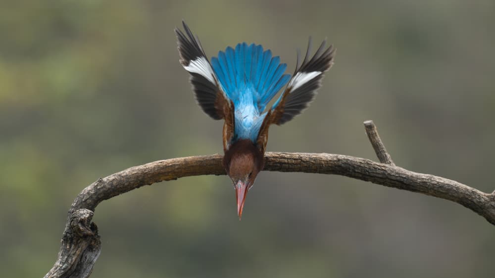 Vibrant Blue Kingfisher by tianhuayu — canvas wall art