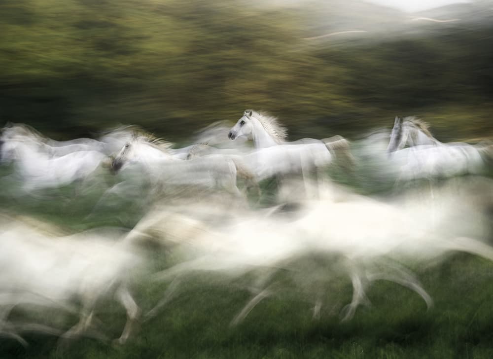 Wild Horses Running by Milan Malovrh — canvas wall art