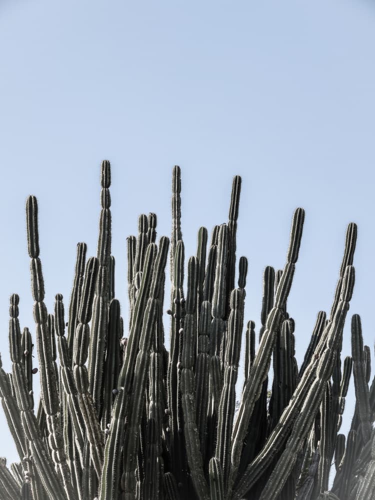 Cactus Symphony by Shot by Clint — canvas wall art