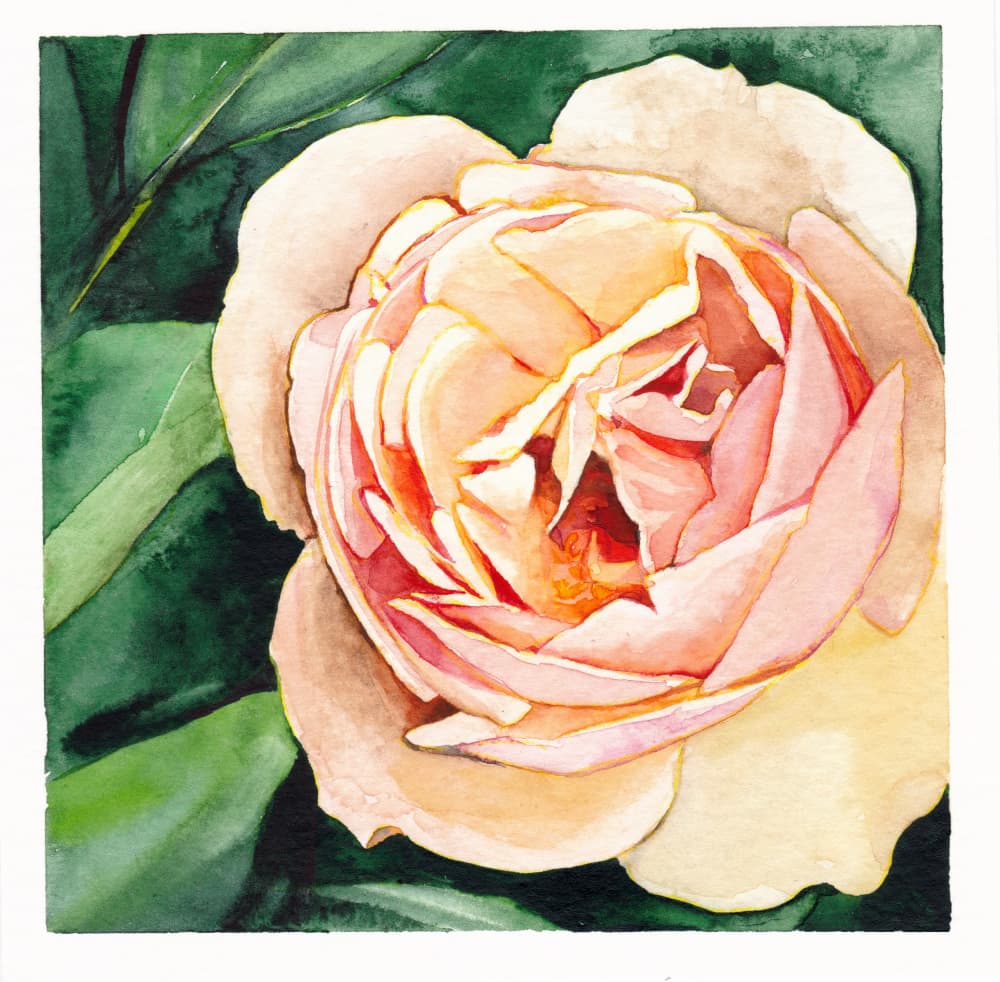 Soft Peach Rose by Christine Lindstrom — canvas wall art