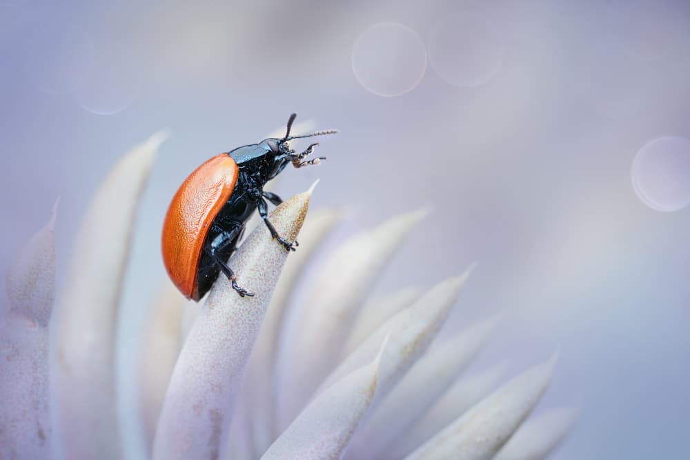 Tiny Orange Beetle by Summer2016 — canvas wall art