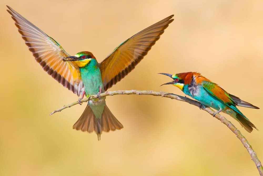 Colorful Bee-eaters Interaction by David Manusevich — canvas wall art