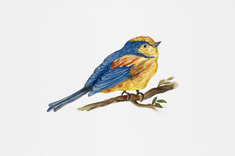 Watercolor Bird On Branch by Suchi Deb — canvas wall art