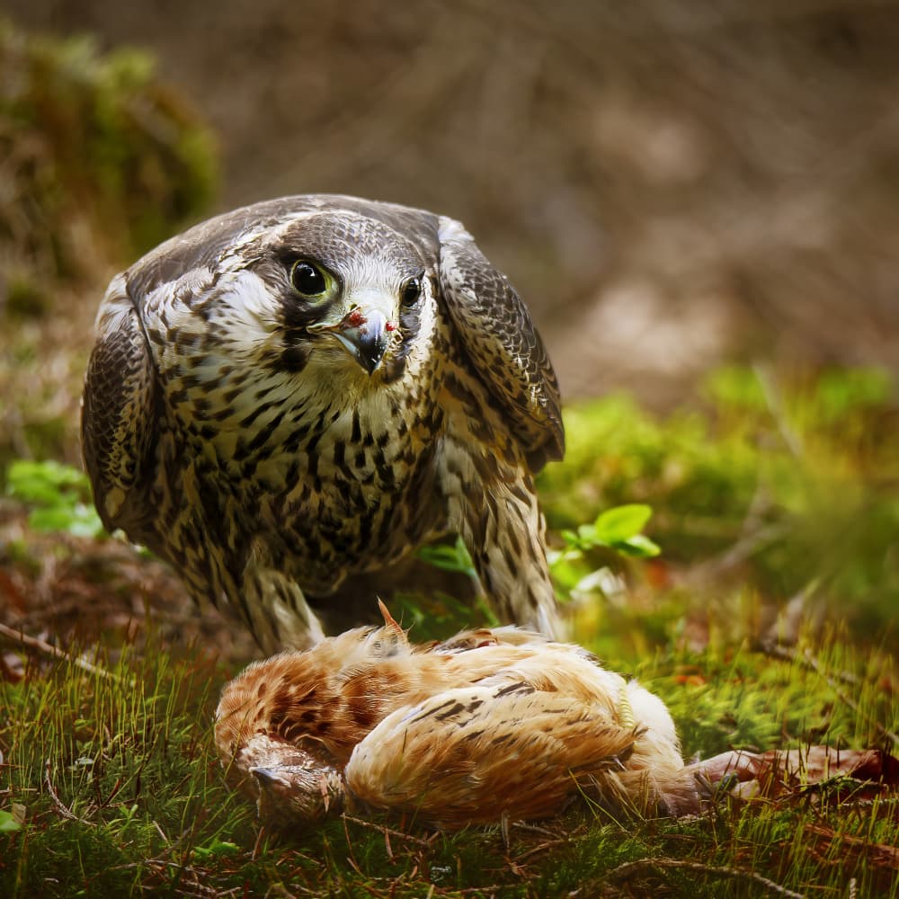 Wild Falcon Eating Prey by Michaela Firešová — canvas wall art