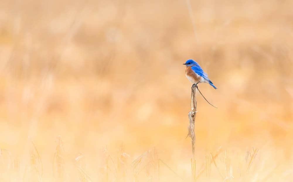Bluebird Perched on Branch by Songhu Yan — canvas wall art