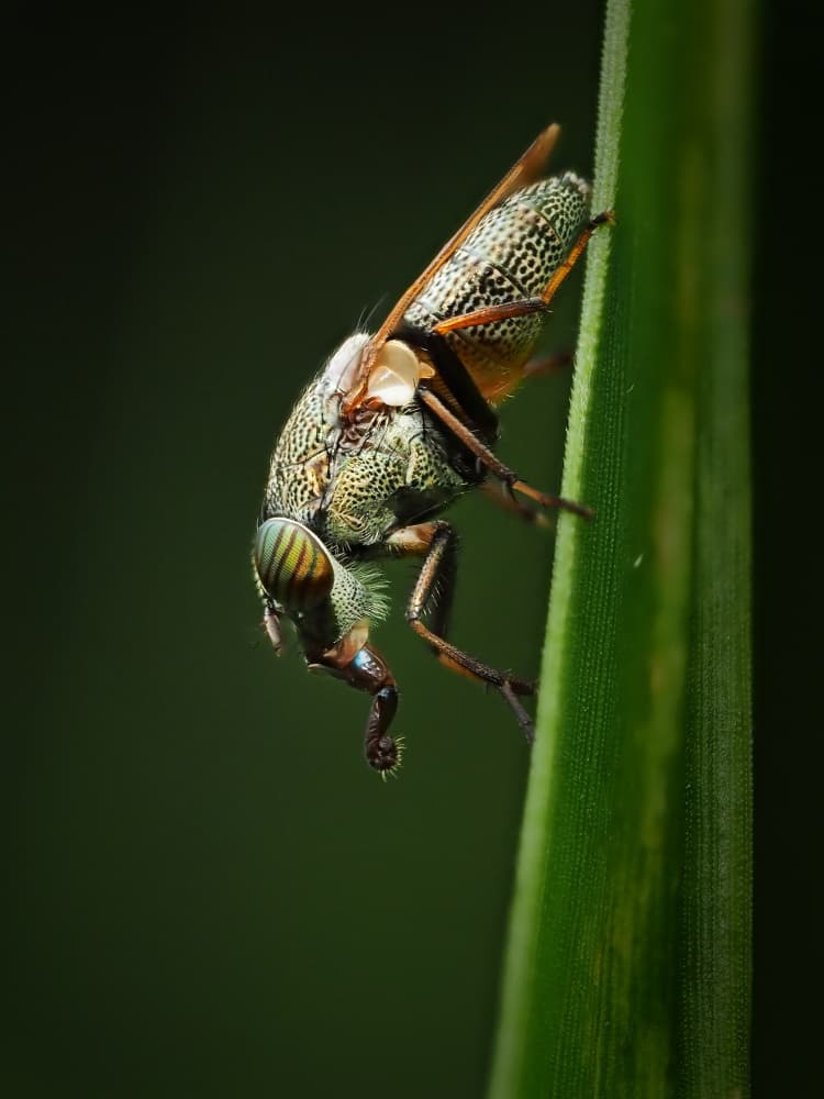 Patterned Fly on Leaf by Takiko Hirai — canvas wall art
