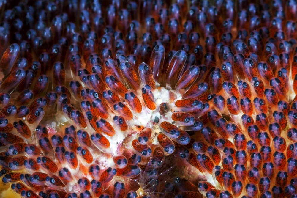 Vibrant Fish Nursery by Barathieu Gabriel — canvas wall art