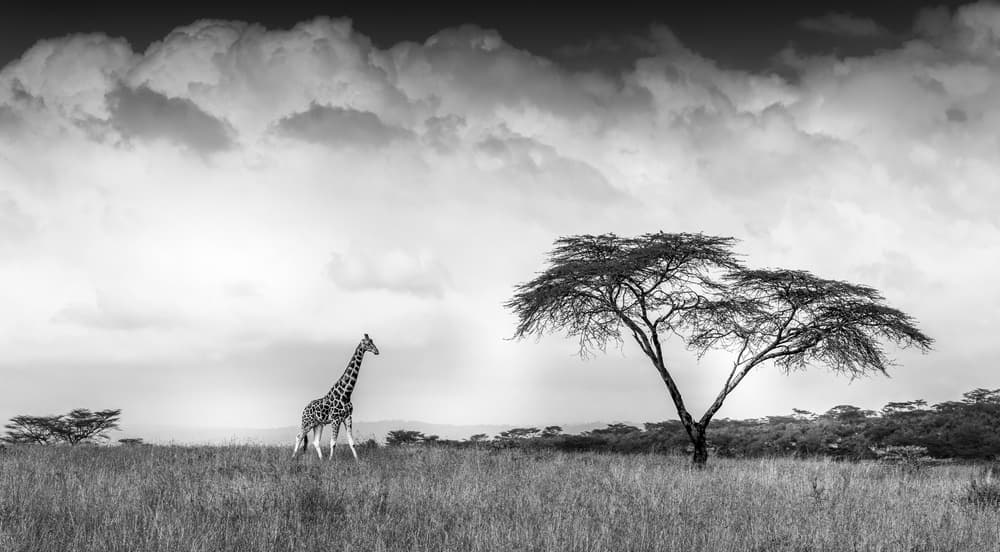 Majestic Giraffe Savanna by Jeffrey C. Sink — canvas wall art