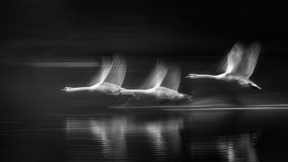Graceful Swans Taking Flight by Joan Zhang — canvas wall art