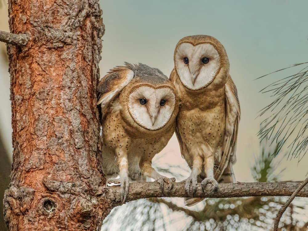 Curious Barn Owl Duo by Taksing (吉星高照) — canvas wall art
