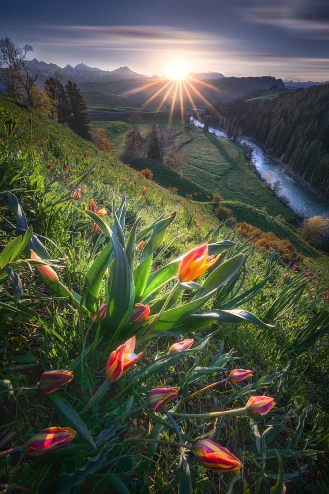 Sunrise Valley Tulips by Yuan Cui — canvas wall art