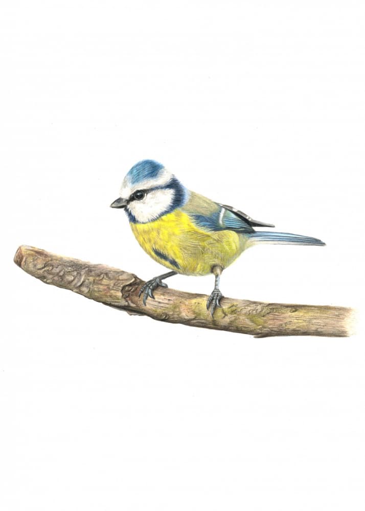 Blue Tit On Branch by Angelica Diehn — canvas wall art