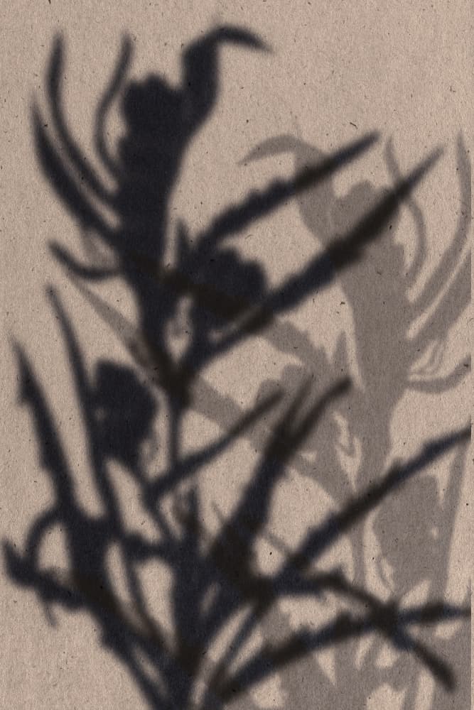 Soft Plant Shadows by THE MIUUS STUDIO — canvas wall art