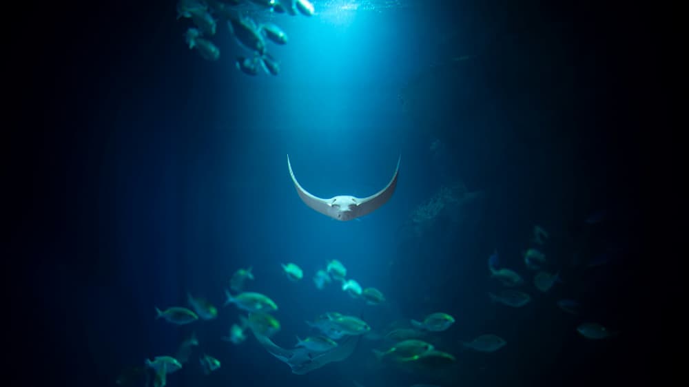 Gentle Ocean Ray by R Suguri — canvas wall art