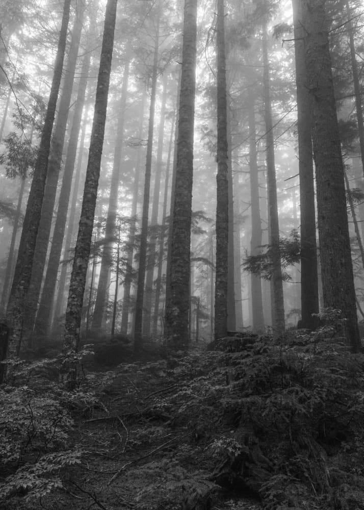 Misty Forest Trees by Lynann Colligan — canvas wall art