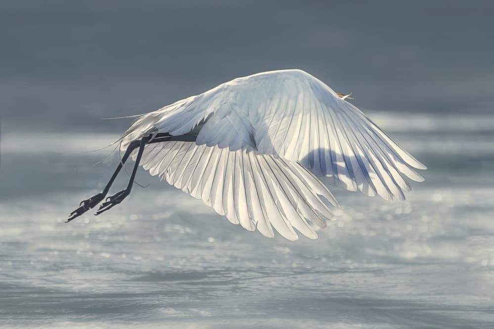 Graceful Egret Flight by Qing Zhao — canvas wall art