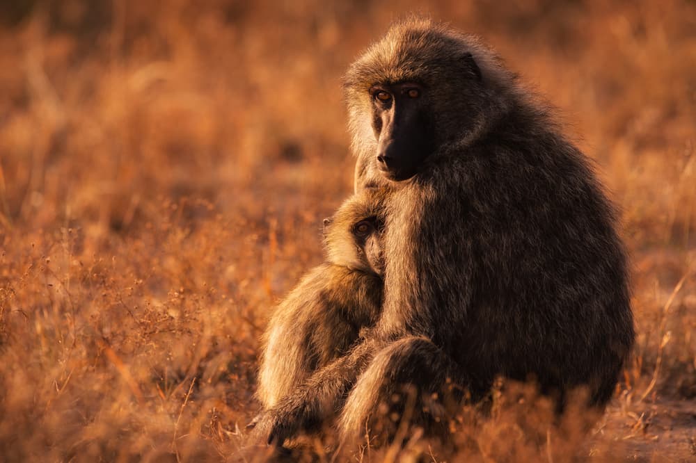 Baboon Mother and Child by Mohammed Alnaser — canvas wall art