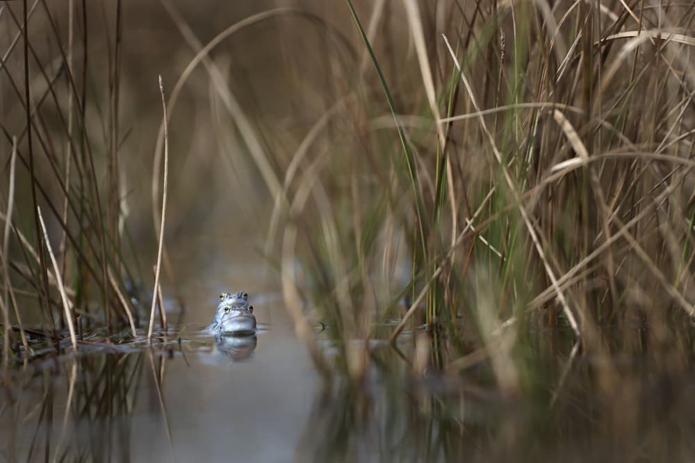 Two frogs by Nel Talen — canvas wall art