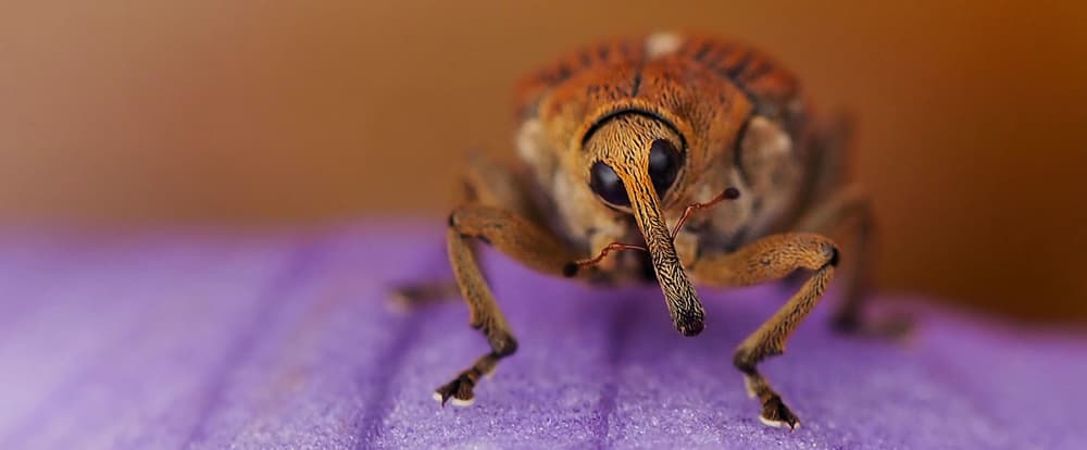 Curious Purple Weevil by Thierry Dufour — canvas wall art