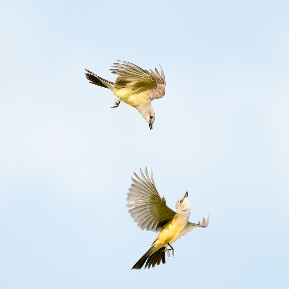 Yellow Birds Flying by Alex Li — canvas wall art